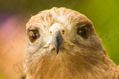 Gavião 2 <em>(2390)</em>