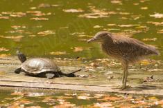 Tartaruga 5 <em>(2391)</em>