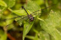 Libelula 68 <em>(2392)</em>