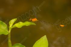 Donzelinha 25 <em>(2393)</em>