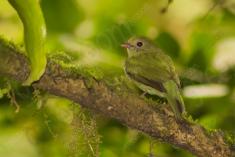 Saí Azul  6 (femea) <em>(2394)</em>