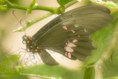 Borboleta 200 <em>(2395)</em>