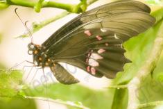 Borboleta 201 <em>(2396)</em>