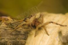 Aranha 63 <em>(2397)</em>