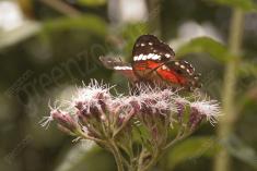 Borboleta 157 <em>(2398)</em>