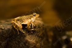 Sapo 13 <em>(2399)</em>