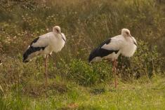 Cegonha Branca 6 <em>(2400)</em>