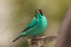 Saí Verde 2 <em>(2401)</em>