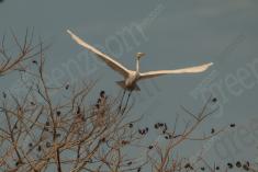 Garça 13 <em>(2402)</em>