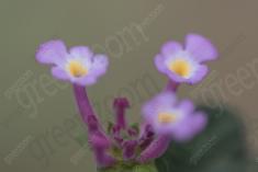 Flor 209 <em>(2403)</em>