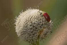 Joaninha 4 <em>(2404)</em>