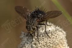 Mosca 1 <em>(2405)</em>