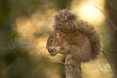 Serelepe 9 <em>(2406)</em>