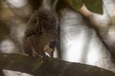 Serelepe 10 <em>(2407)</em>