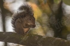 Serelepe 6 <em>(2408)</em>