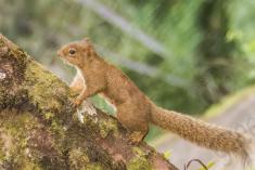 Serelepe 7 <em>(2409)</em>