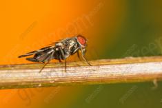 Mosca 5 <em>(2410)</em>