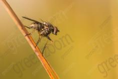 Mosca 6 <em>(2411)</em>