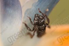 Vespa 11 <em>(2412)</em>