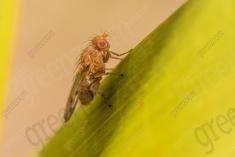 Mosca 4 <em>(2413)</em>