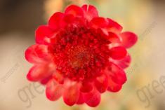 Flor 208 <em>(2414)</em>