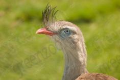 Siriema 4 <em>(2415)</em>