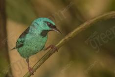 Saí Azul 4 <em>(2416)</em>