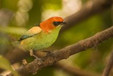 Saíra 7 Cores 32 <em>(2417)</em>