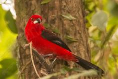 Tié Sangue 4 <em>(2418)</em>