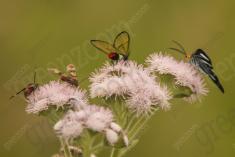 Inseto 196 <em>(2419)</em>