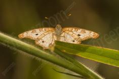 Borboleta 149 <em>(2420)</em>