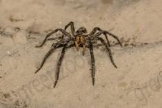 Aranha 62 <em>(2421)</em>