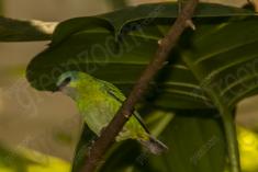 Saí Azul 7 (femea) <em>(2422)</em>