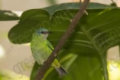 Saí Azul 8 (femea) <em>(2423)</em>