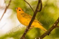 Canario da Terra 9 <em>(2424)</em>