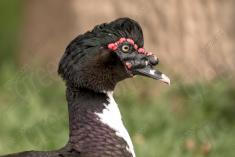 Pato 6 <em>(2425)</em>