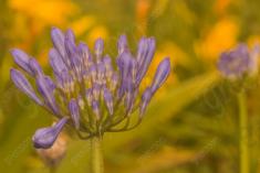 Flor 266 <em>(2426)</em>