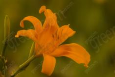 Flor 267 <em>(2427)</em>