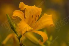 Flor 202 <em>(2428)</em>