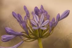 Flor 203 <em>(2429)</em>