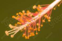 Flor 204 <em>(2430)</em>