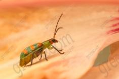 Joaninha 9 <em>(2431)</em>