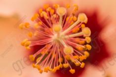 Flor 193 <em>(2432)</em>