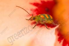 Joaninha 3 <em>(2433)</em>