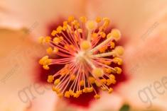 Flor 205 <em>(2434)</em>