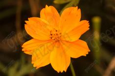 Flor 206 <em>(2435)</em>