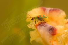 Joaninha 1 <em>(2436)</em>