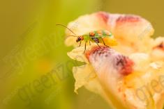 Joaninha 2 <em>(2437)</em>