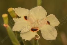 Flor 194 <em>(2438)</em>