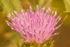 Flor 195 <em>(2439)</em>